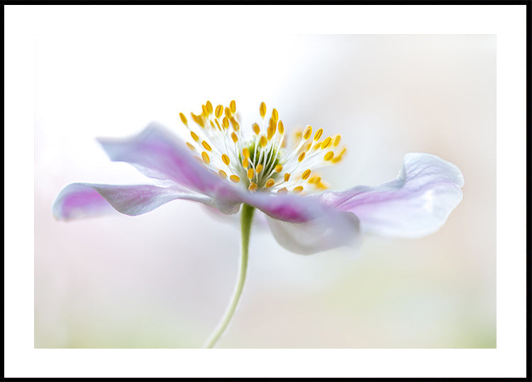 Wood Anemone Plakat