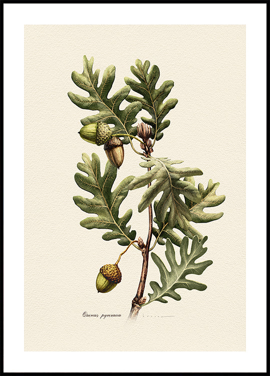 Botany Quercus Pyrenaica Plakat
