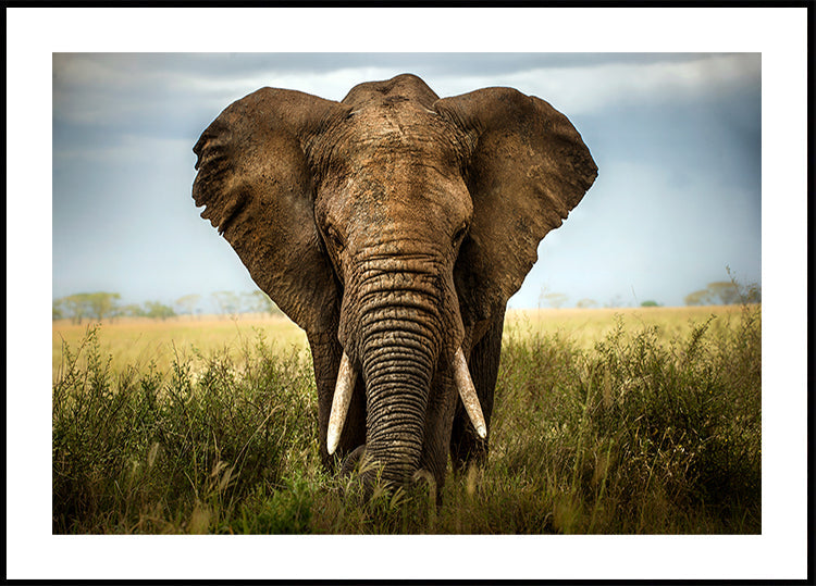 Encounters in Serengeti Plakat