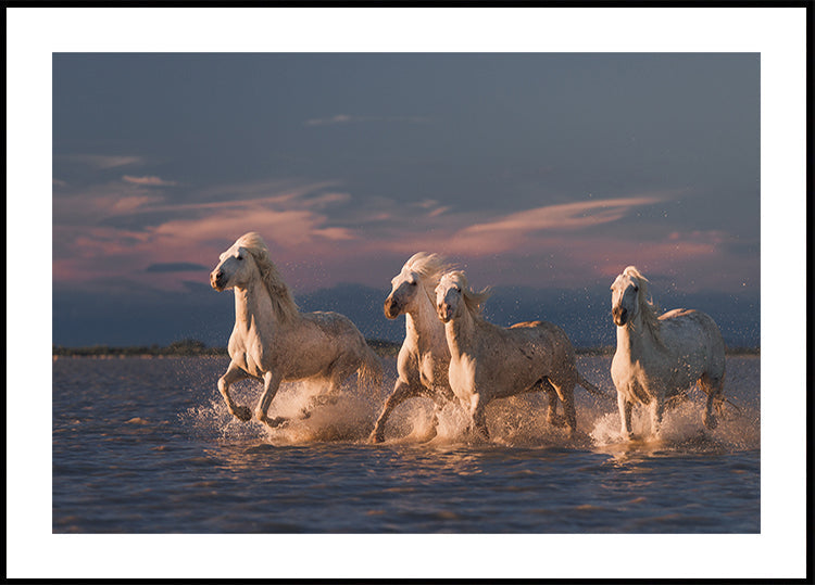 Angels of Camargue Plakat