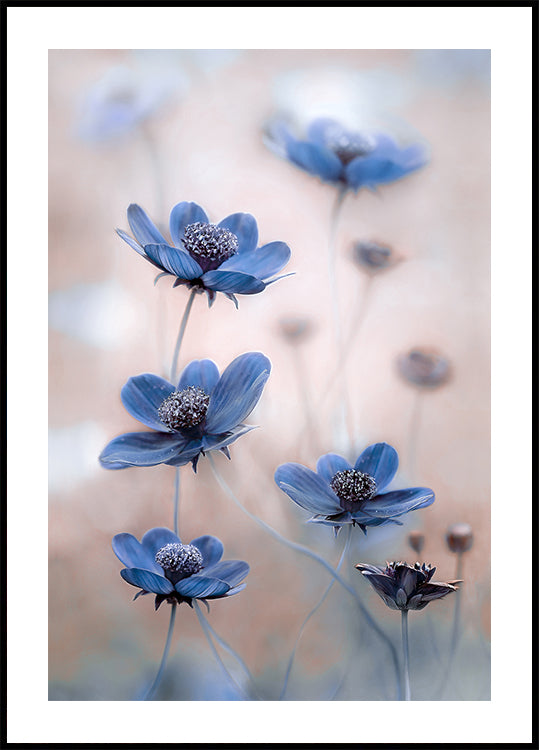 Cosmos blue Plakat