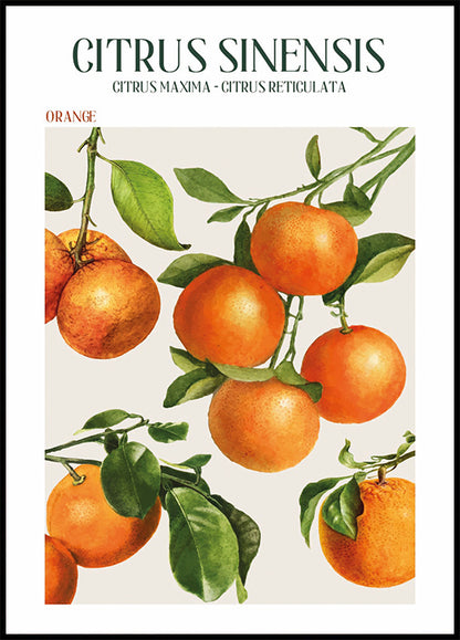 Citrus Sinensis Plakat