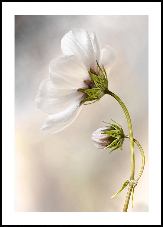 Heavenly Cosmos Plakat