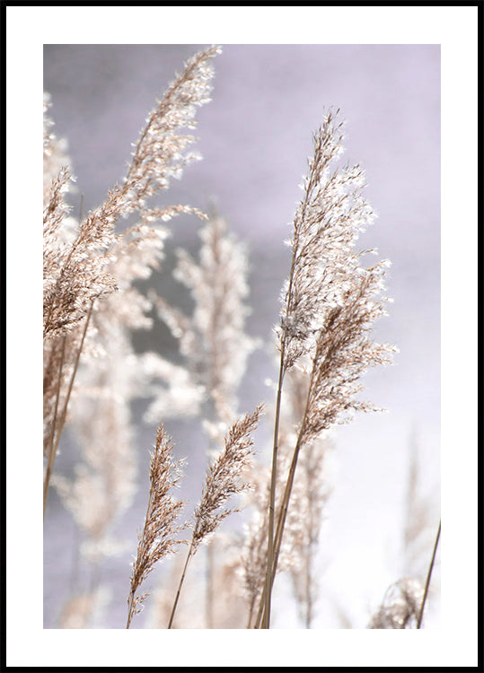 Sunset in the Field, Pampas Grass Nature Plakat