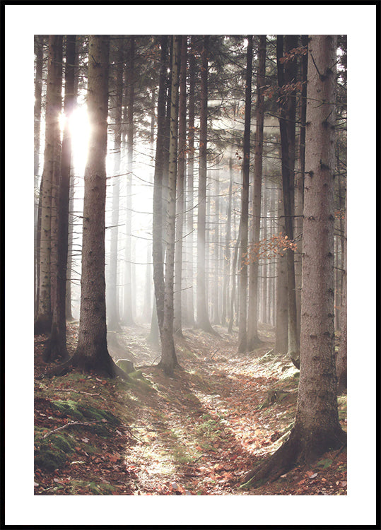 Sunbeam Forest Plakat