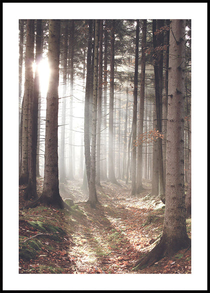 Sunbeam Forest Plakat