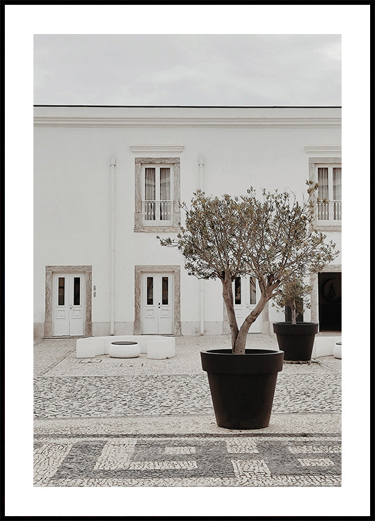 Olive Tree in City Courtyard Plakat