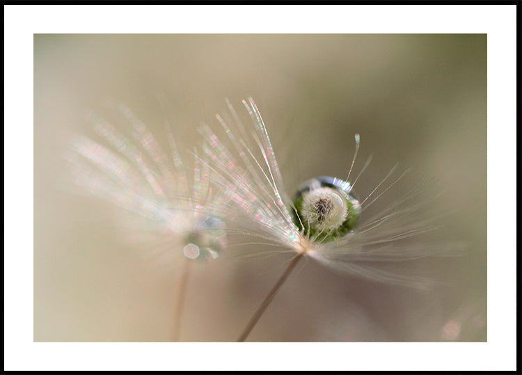 Star of dandelion Plakat