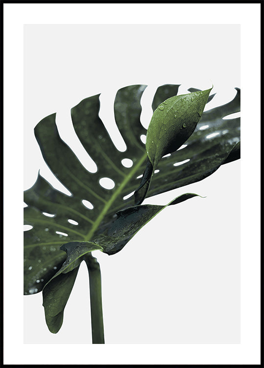 Monstera-plante №1 Plakat