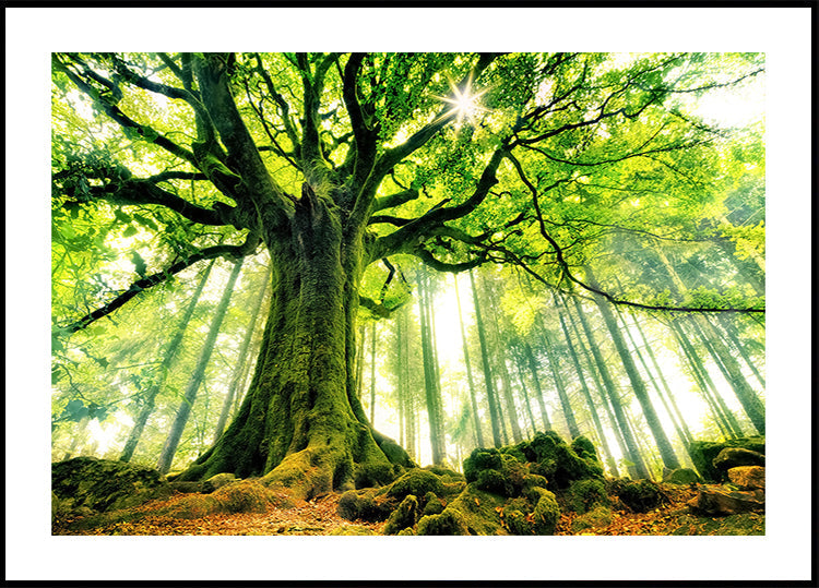 Ponthus & Beech Plakat