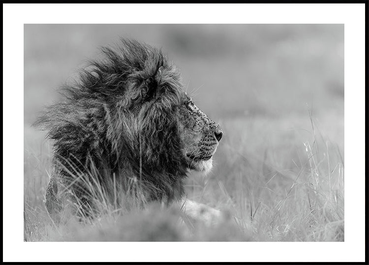 The king is alone Plakat