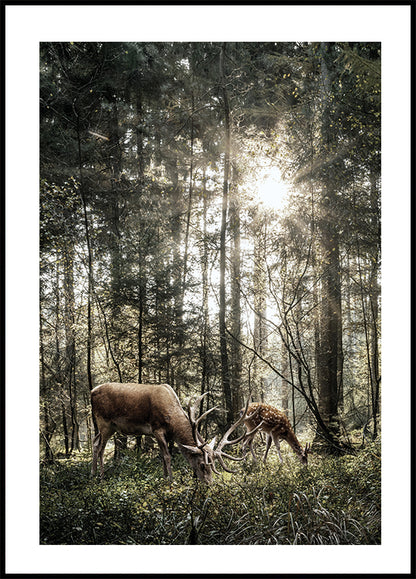 Deer In Forest Plakat