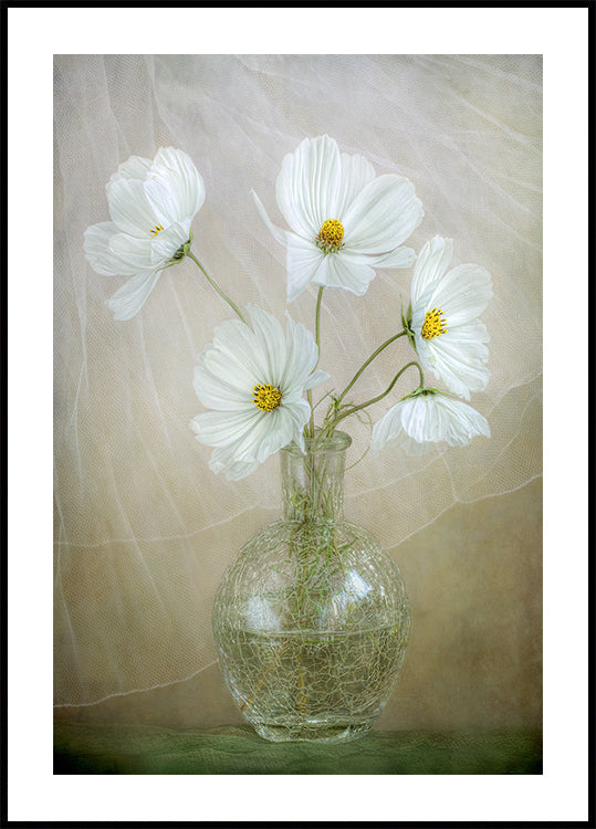 Cosmos breeze