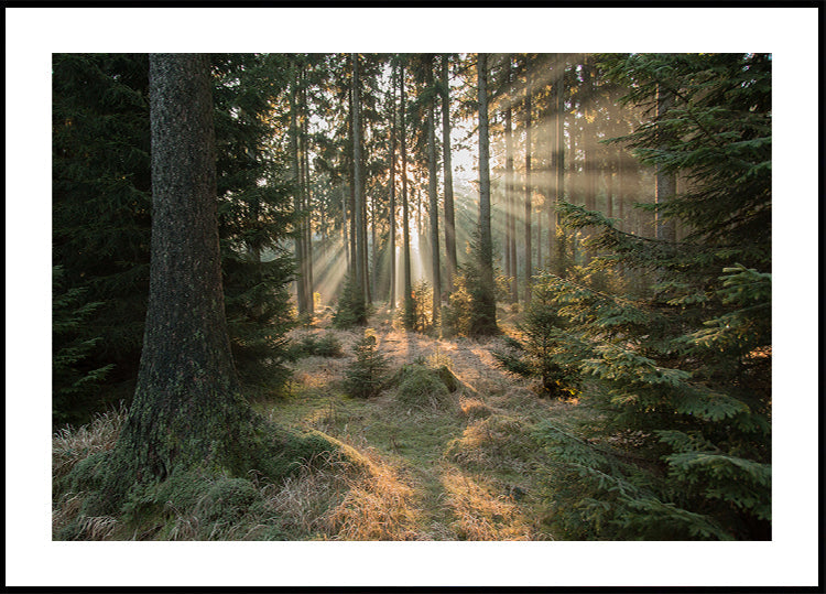 Rays, part 2
