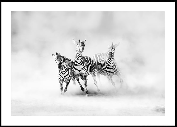 ZEBRAS Plakat