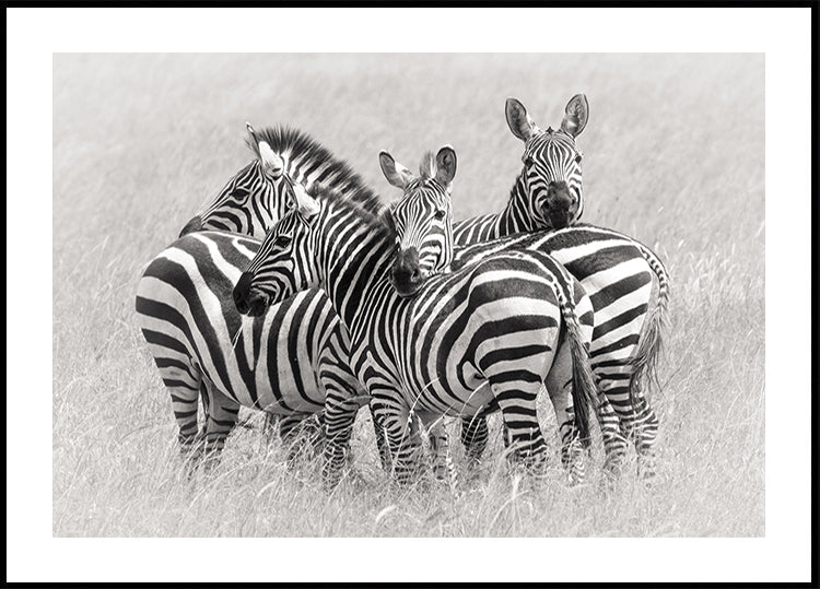 Zebras Plakat
