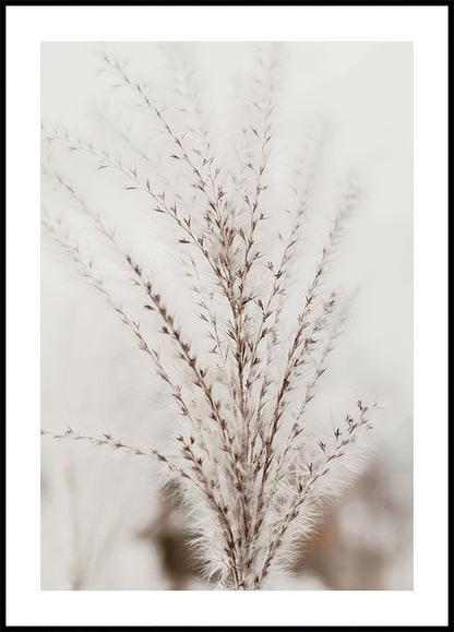 Delicate Grass Nature Plakat