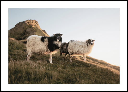 Sheep Of Iceland Plakat