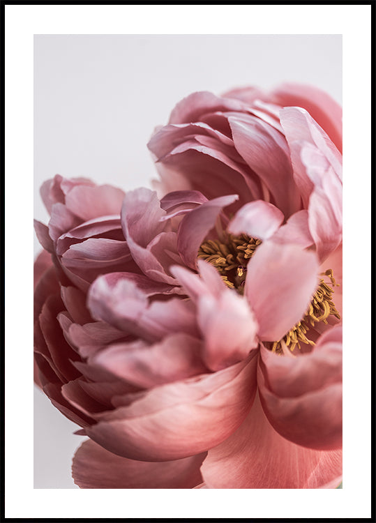 Peony Plakat
