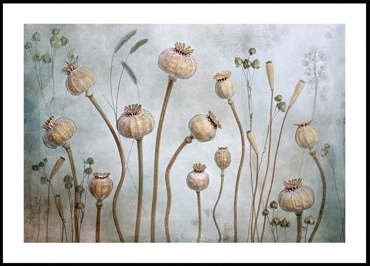Papaver