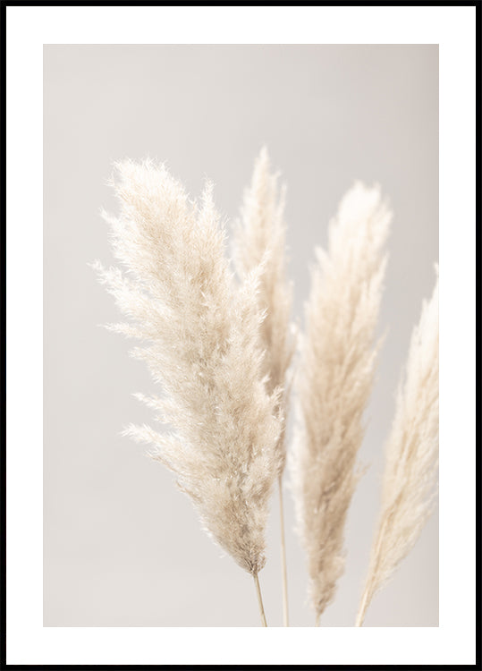 Pampas Grass Grey 02 Plakat