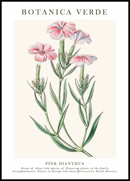 Pink Dianthus Botanical Plakat