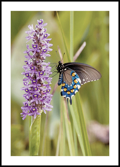 Butterfly on Lavender Bloom Plakat