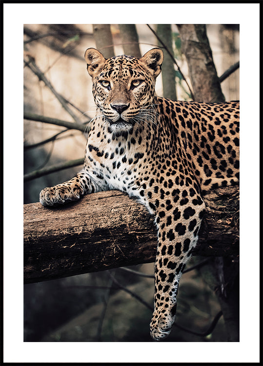 Majestic Leopard Resting on a Tree Plakat