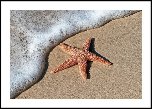 Starfish on the Beach Shoreline  Plakat