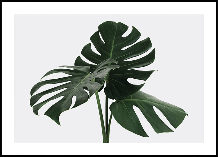 Monstera Plant №1 Plakat