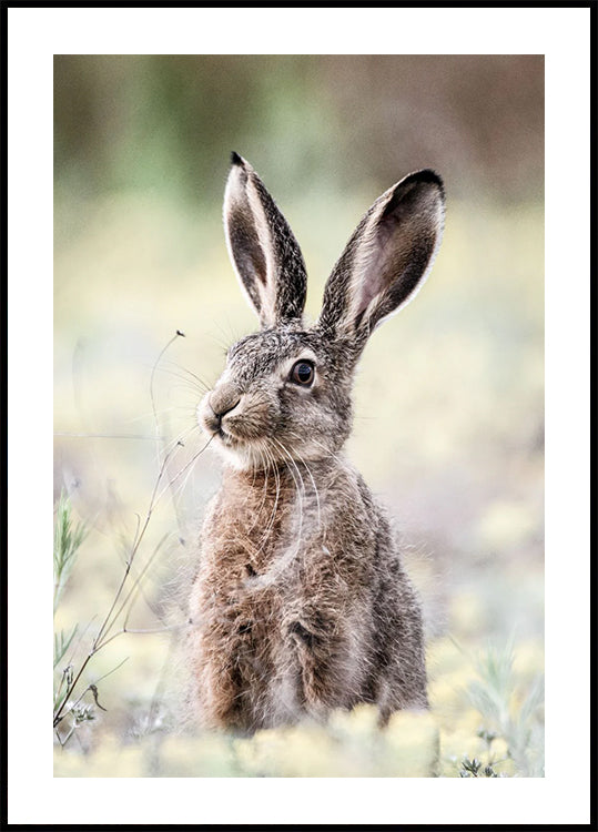 Wild Hare Close-Up Nature Plakat