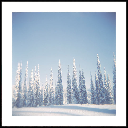 Winter Pines Poster