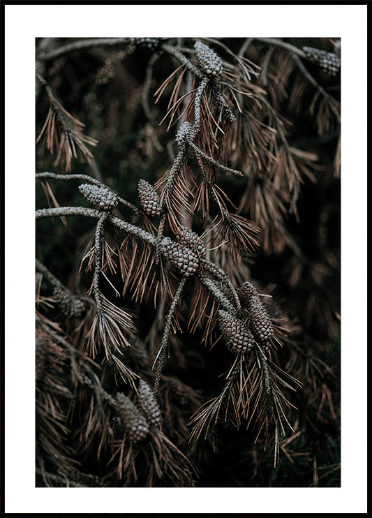 Tree Cones Plakat