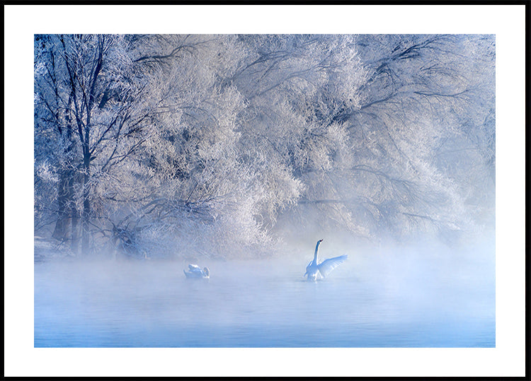 Swan Lake Plakat