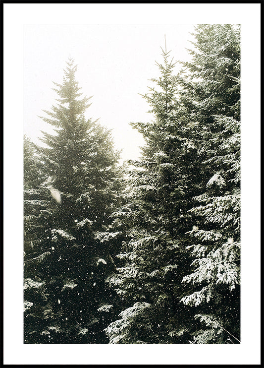 Snowy Evergreen Forest Plakat