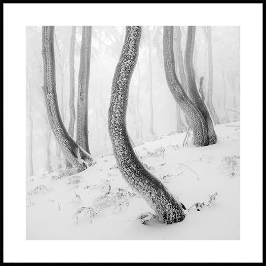 Frozen Forest Plakat