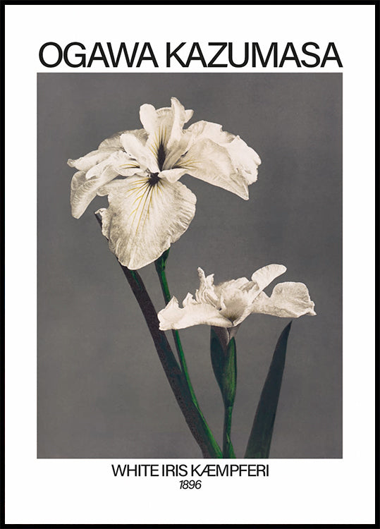 White Iris print, Ogawa Kazumasa Plakat