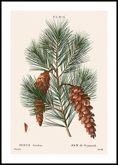 White Pine Botanical Plakat