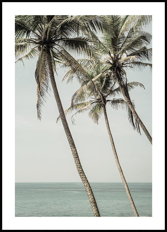 Ocean Breeze Palms Plakat