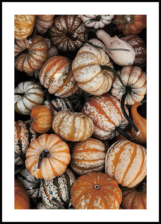 Vibrant Autumn Pumpkins Plakat