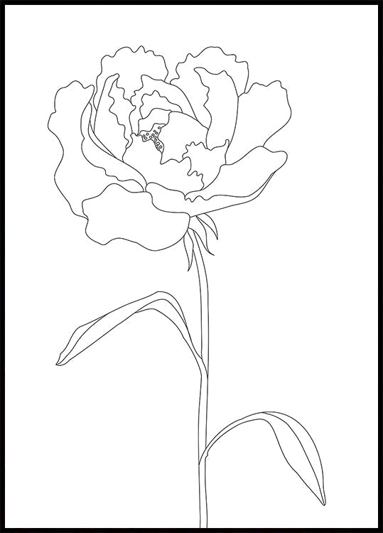 Peony Lines Plakat