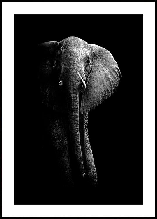Elephant! Plakat