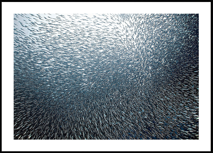 Sardines Firework