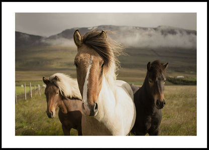 Graceful Horses Plakat