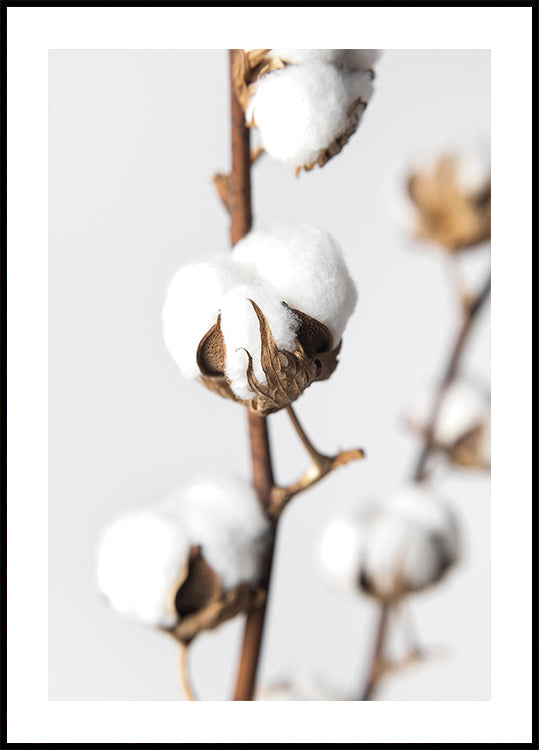 Branches of Fluffy Cotton Plakat