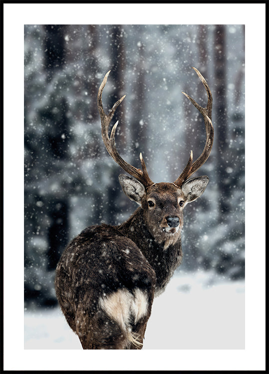 Majestic Deer in Snow Plakat