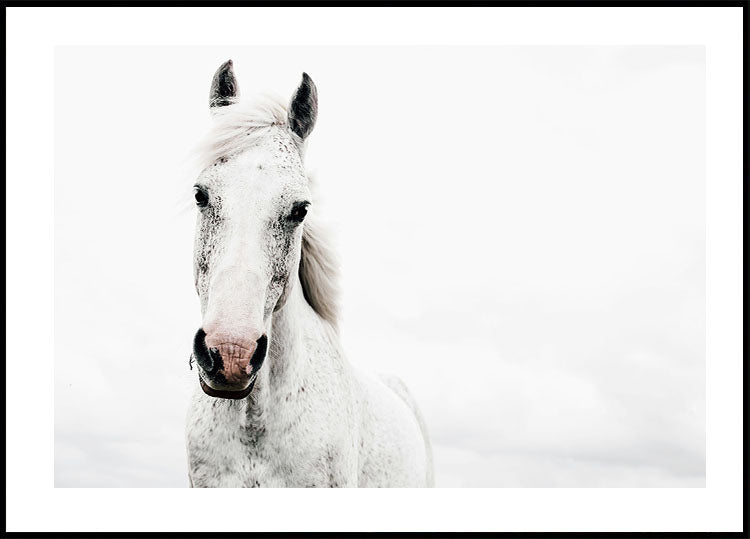 White Horse in Nature Plakat