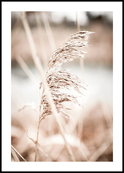 Minimalist Dried Reeds Nature Plakat