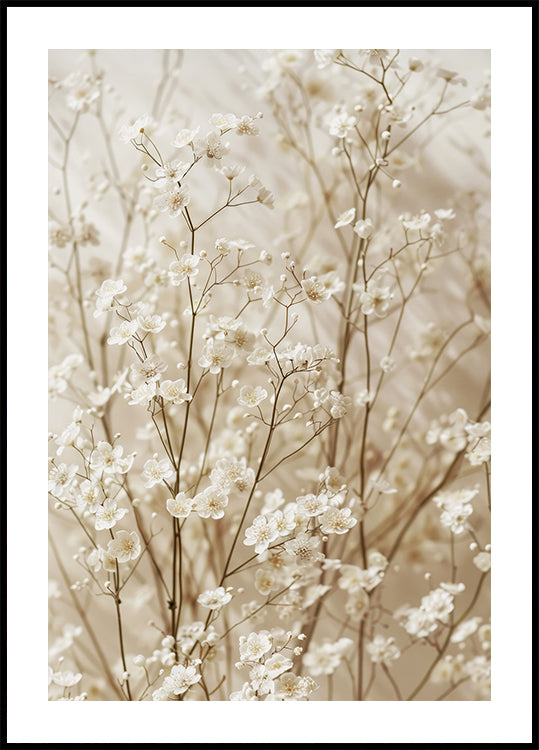 Gentle Bloom: Dried White Baby’s Breath Plakat
