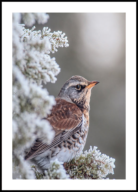 Fieldfare in a winter setting Plakat
